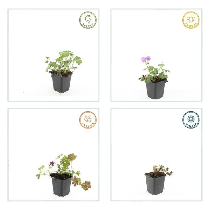 Géranium vivace 'Cambridge' -  60