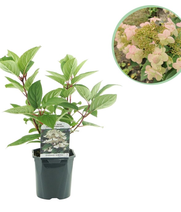 Hortensia Wims Red x1