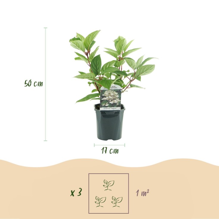 Hortensia Wims Red x1