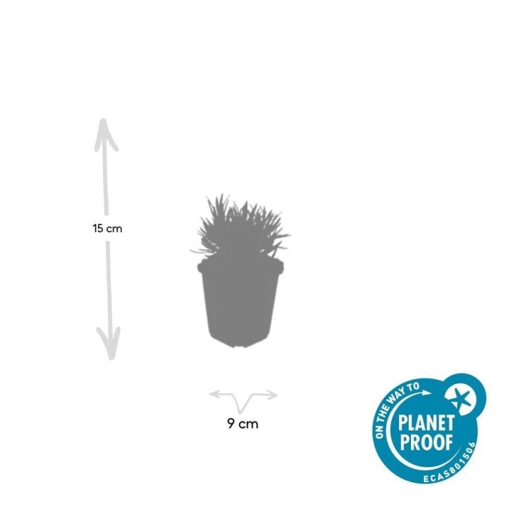 Lavande vraie blanche 'Edelweiss' -  6