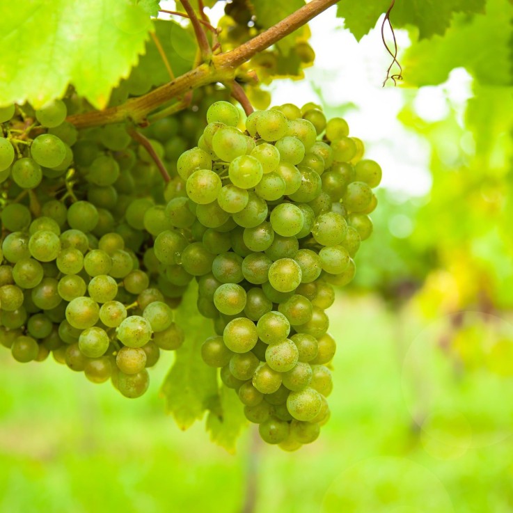 Vigne Vroege van der Laan x2