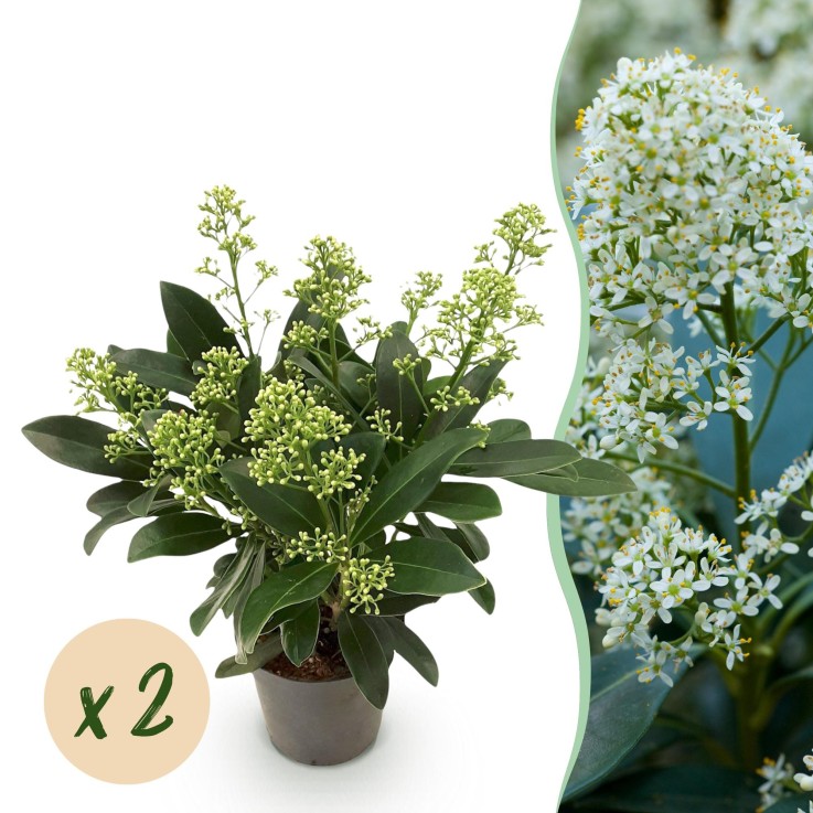 Skimmia japonica Finchy x2