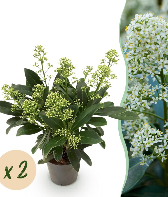 Skimmia japonica Finchy x2