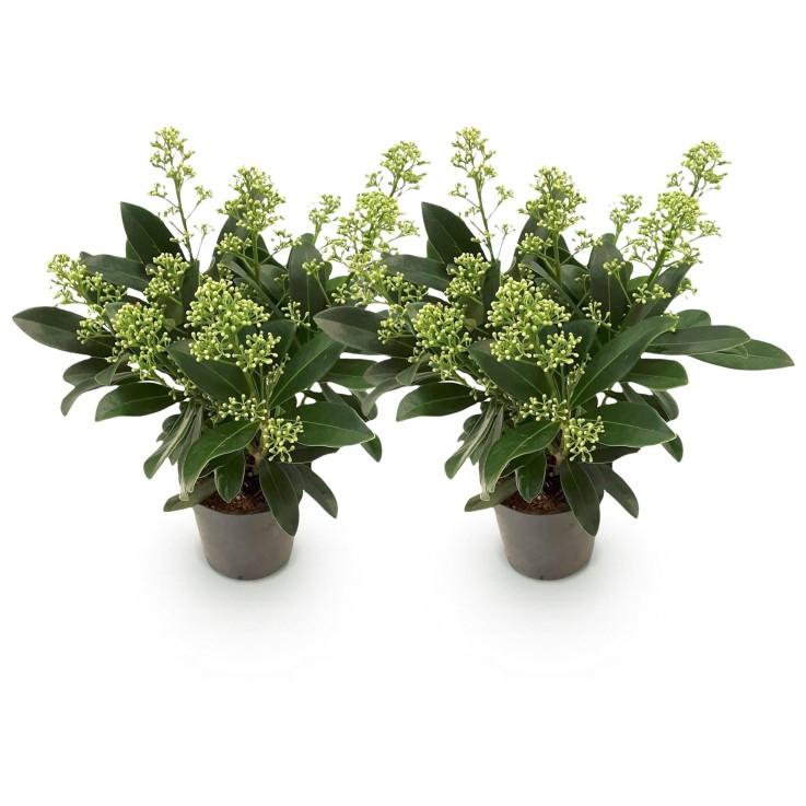Skimmia japonica Finchy x2