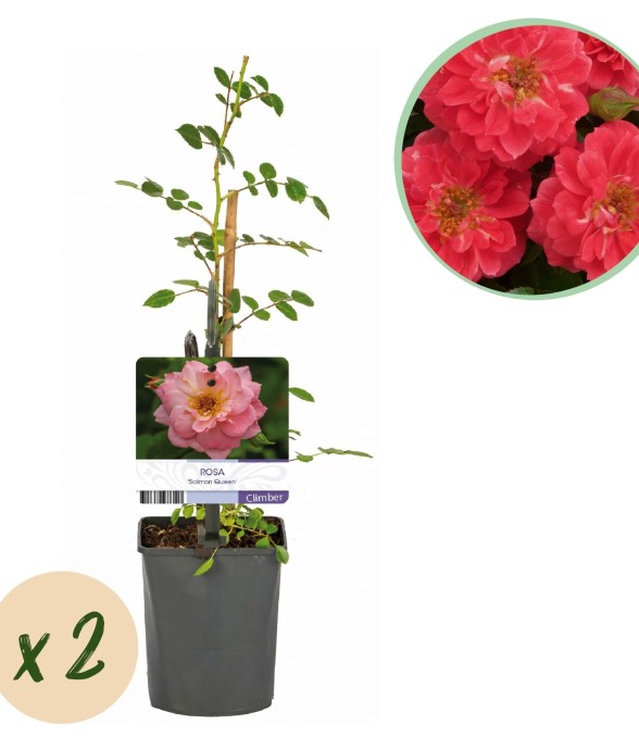 Rosier Salmon Queen x2