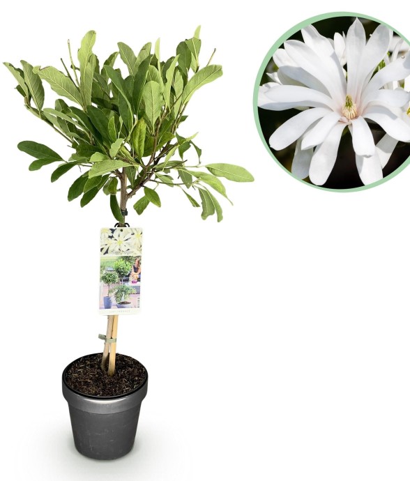 Magnolia stellata x1