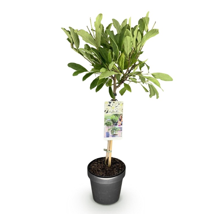 Magnolia stellata x1