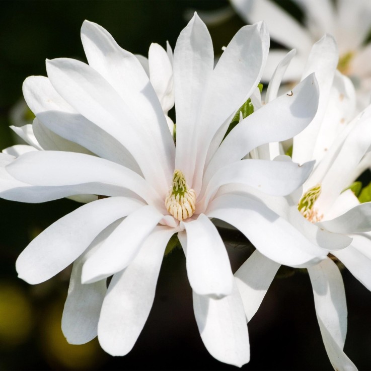 Magnolia stellata x1