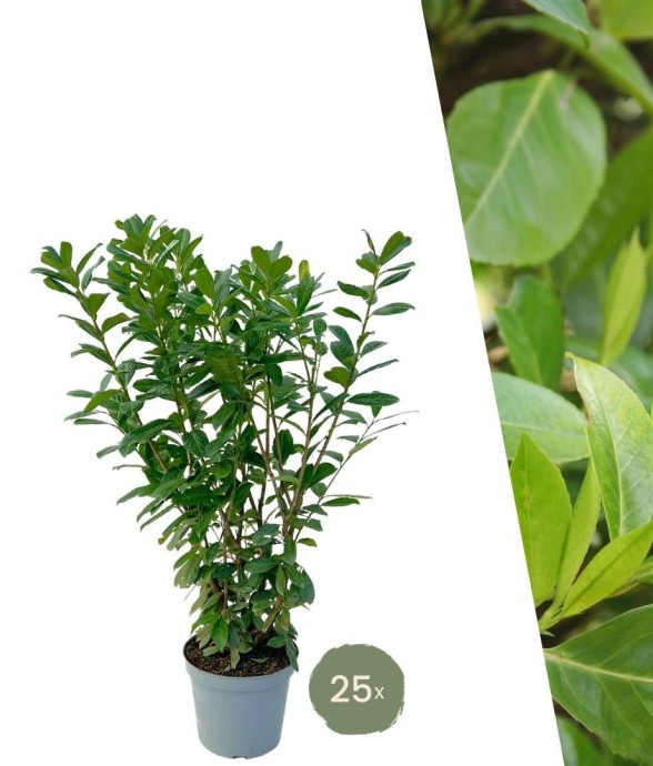 Laurier novita x10 -  150