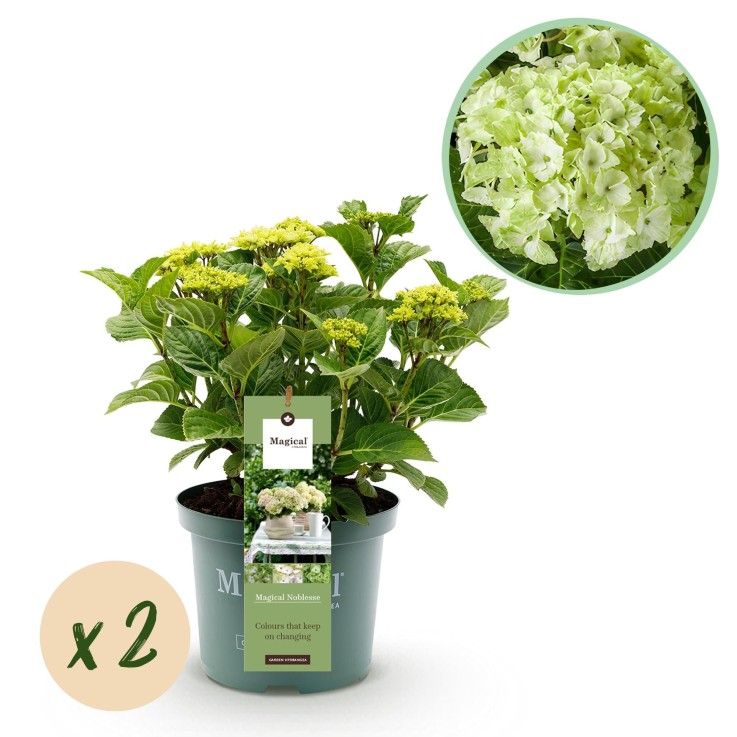 Hortensia Magical Noblesse x2