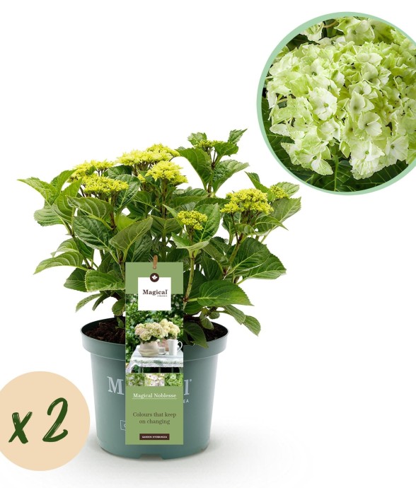 Hortensia Magical Noblesse x2