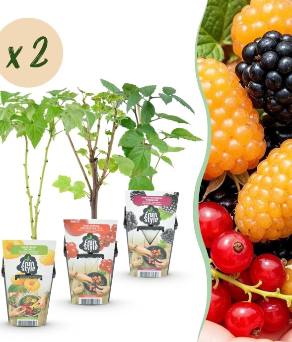 Fruitier tricolore x6