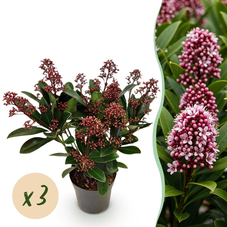Skimmia japonica Rubella x3