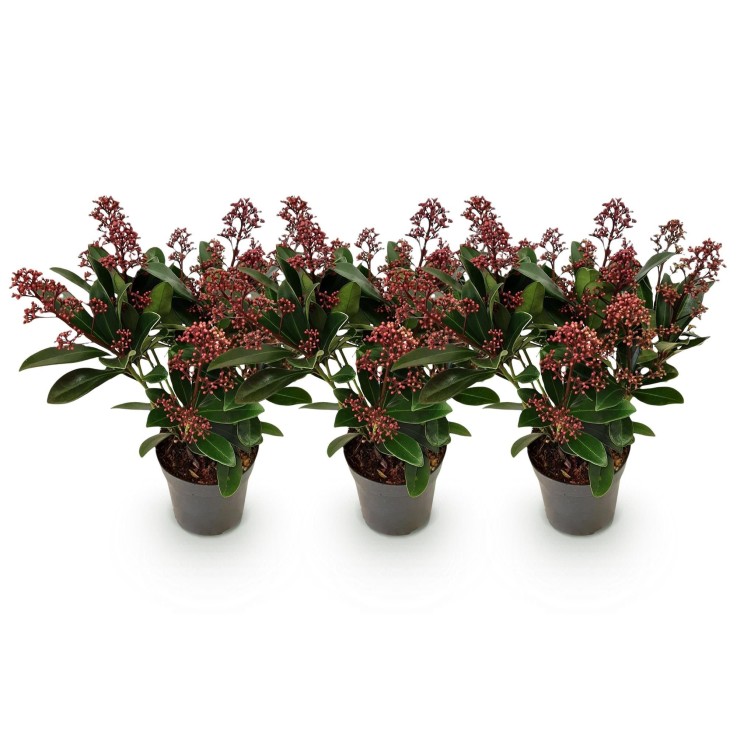 Skimmia japonica Rubella x3