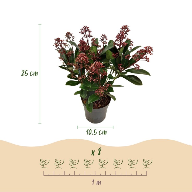Skimmia japonica Rubella x3