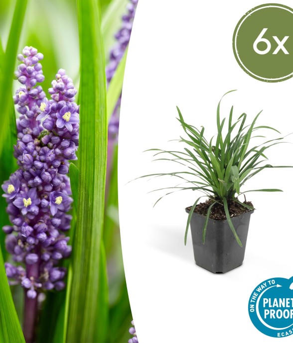 Ophiopogon - Herbe aux...