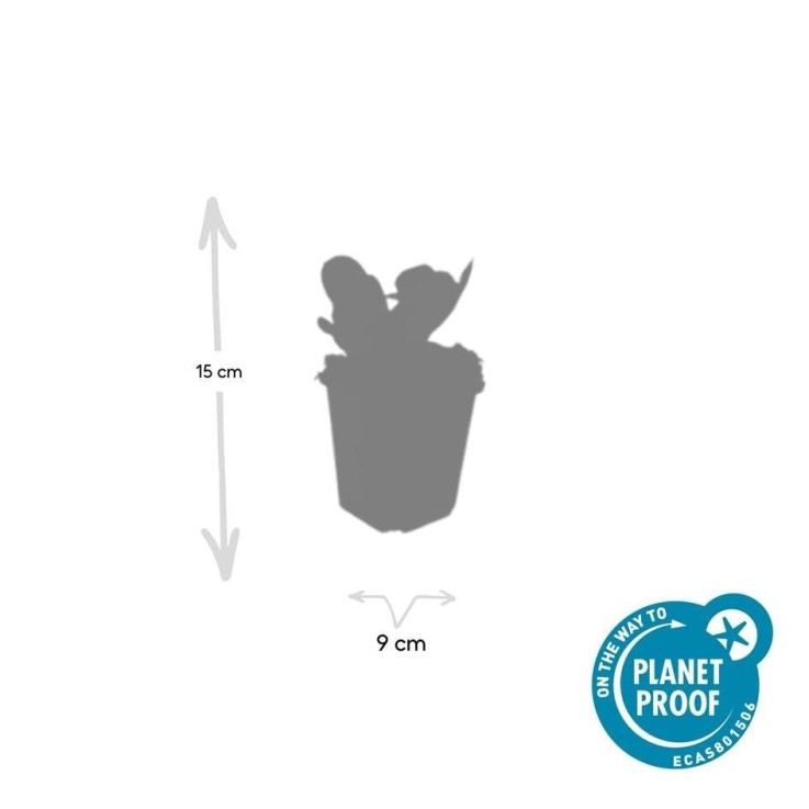 Bergenia à feuilles en cœur 'Herbstblüte' -  6