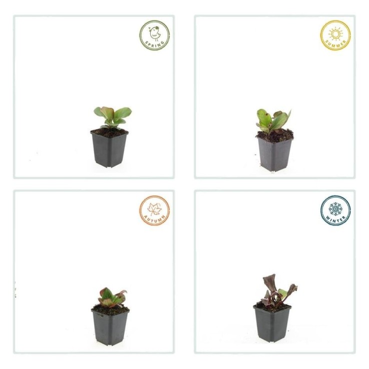 Bergenia à feuilles en cœur 'Herbstblüte' -  6