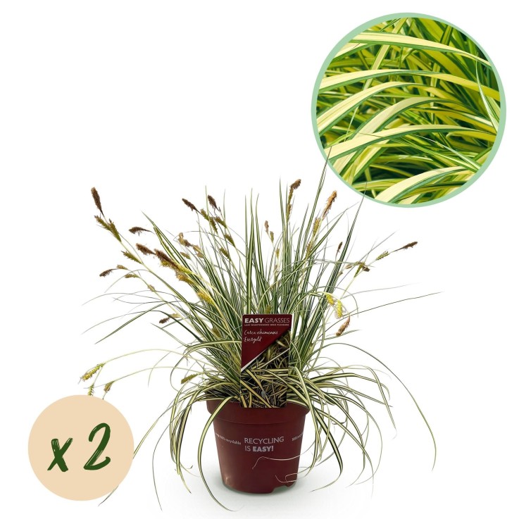 Carex oshimensis Evergold x2