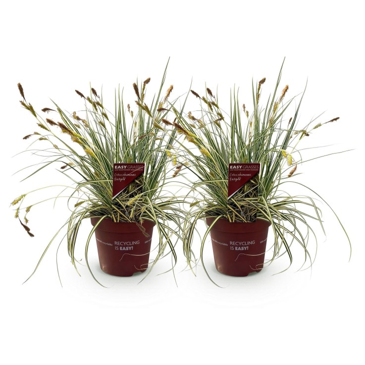 Carex oshimensis Evergold x2