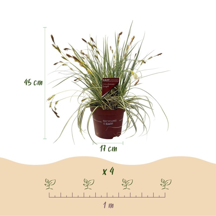 Carex oshimensis Evergold x2