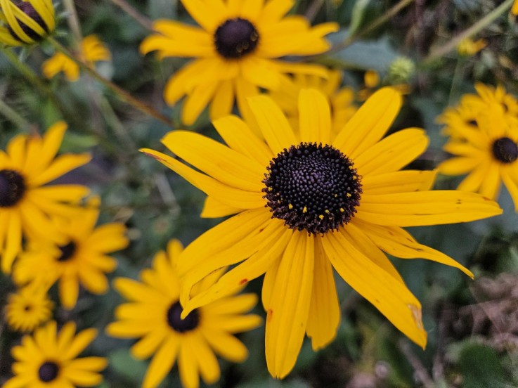 Rudbeckia 'Goldsturm' -  12