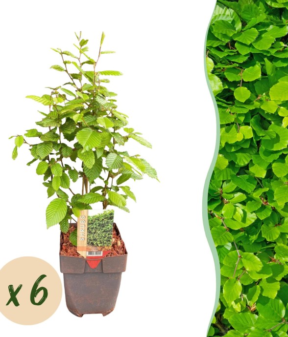 Charme Carpinus betulus x6