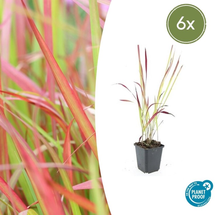Imperata Herbe sanglante 'Red Baron' -  60