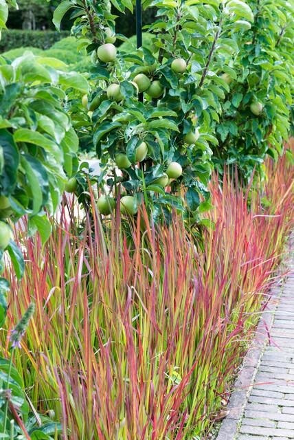Imperata Herbe sanglante 'Red Baron' -  60