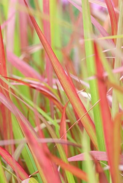 Imperata Herbe sanglante 'Red Baron' -  60