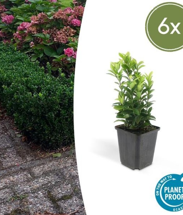 Fusain du Japon 'Green...