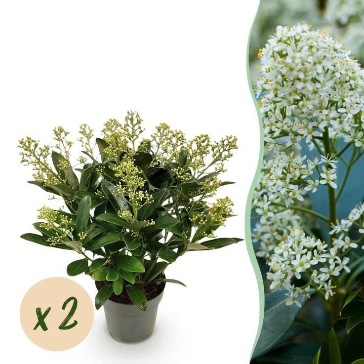 Skimmia japonica Finchy en pot x2