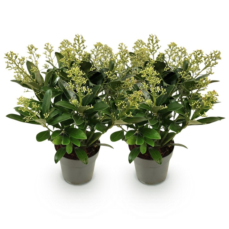 Skimmia japonica Finchy en pot x2
