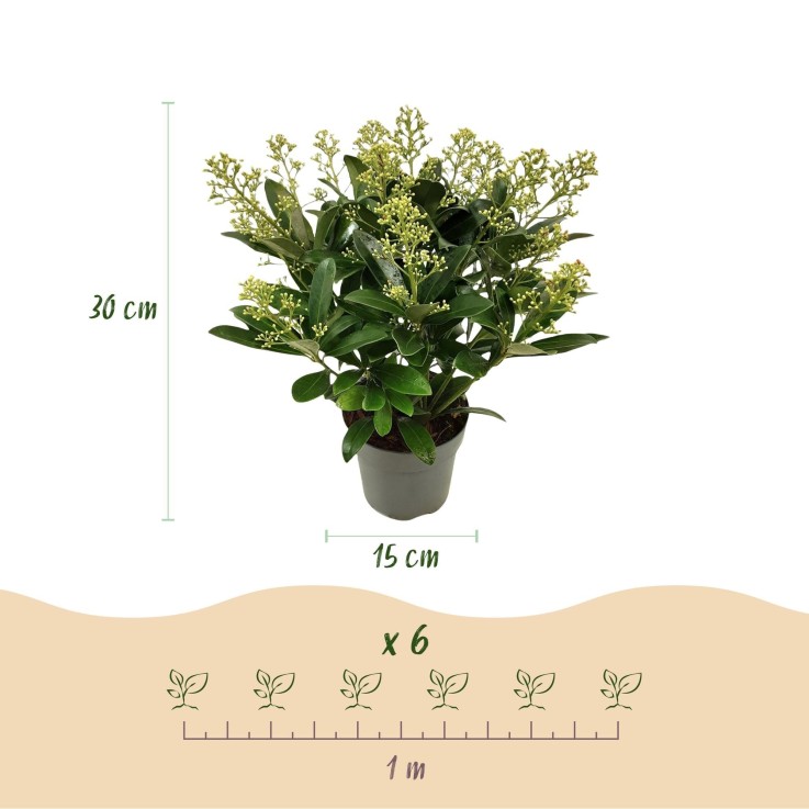 Skimmia japonica Finchy en pot x2
