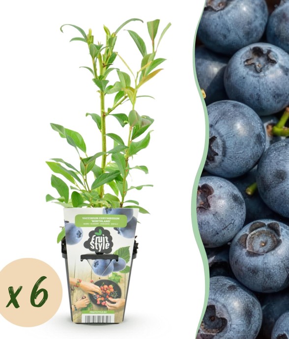 Myrtille Northland x6