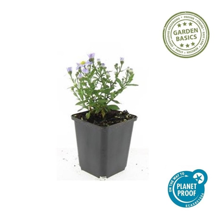 Aster nain d'automne 'Prof. Anton Kippenberg' -  60