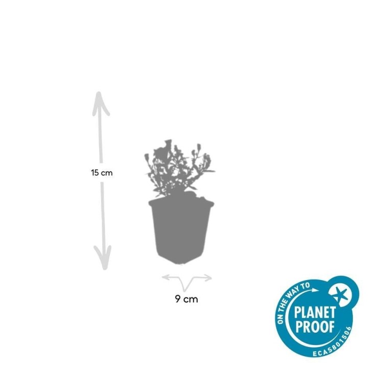 Aster nain d'automne 'Prof. Anton Kippenberg' -  60