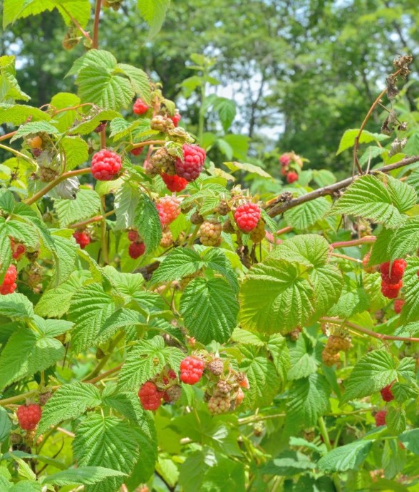 Framboisier Bio -  6