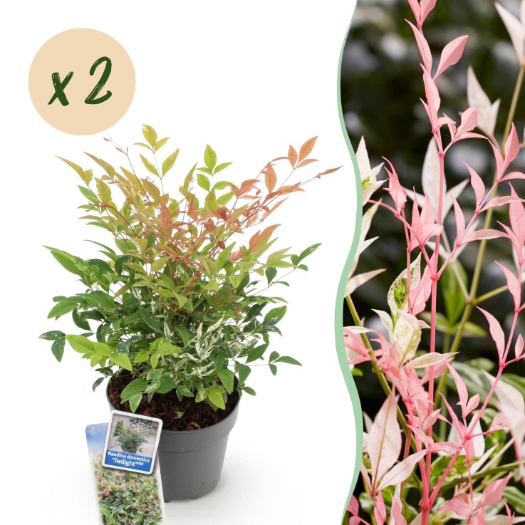 Nandina Twilight en pot x2