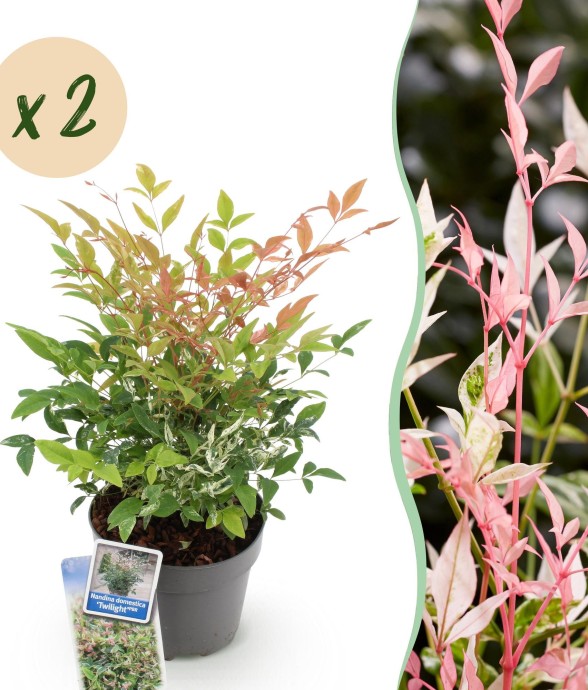 Nandina Twilight en pot x2