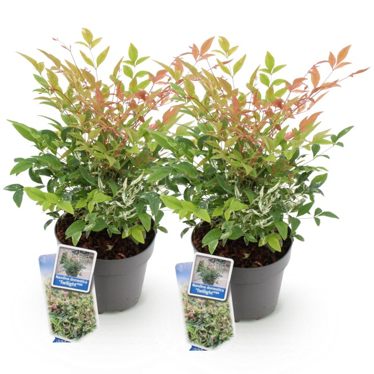 Nandina Twilight en pot x2