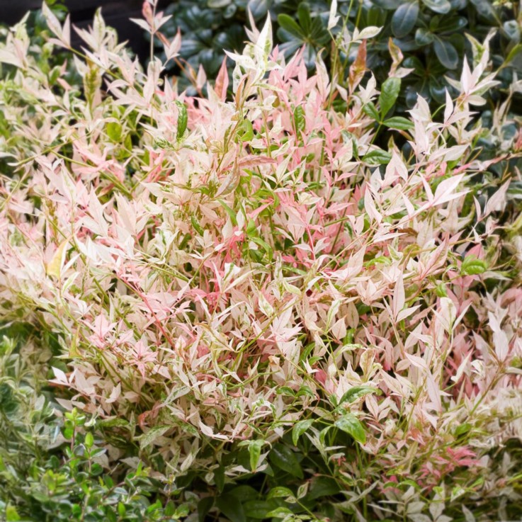 Nandina Twilight en pot x2