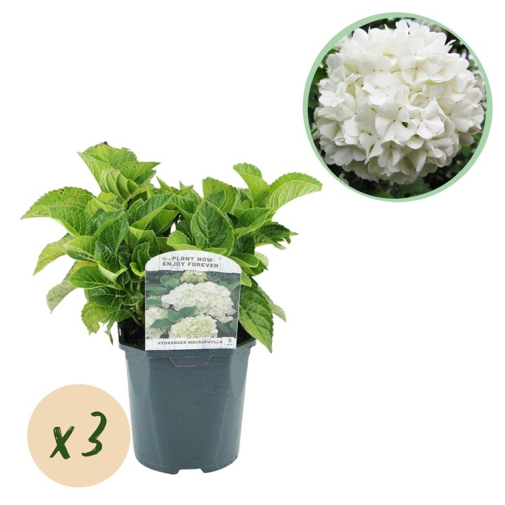 Hortensia blanc x3