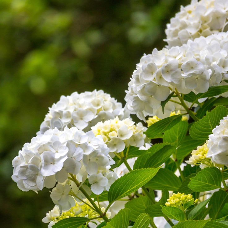 Hortensia blanc x3
