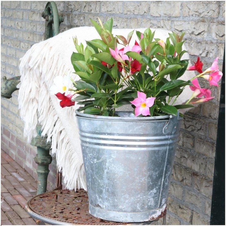 Dipladenia rouge x6