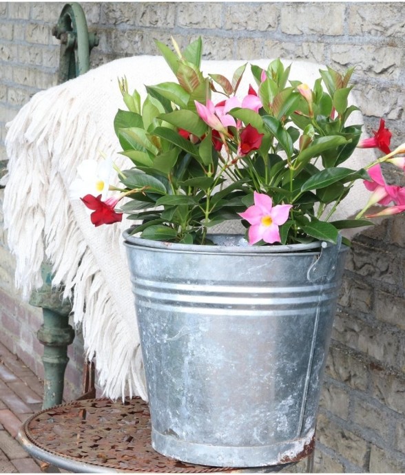 Dipladenia rouge x6