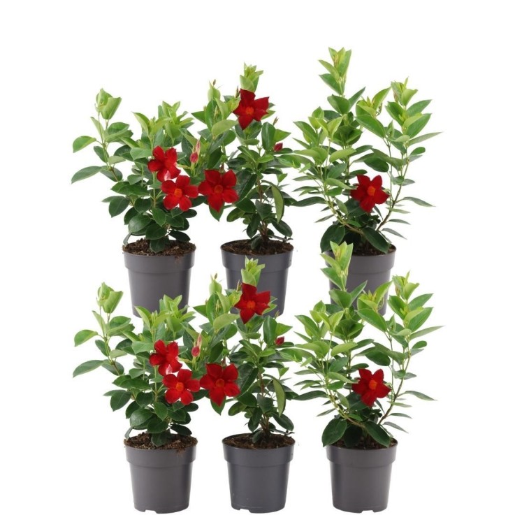 Dipladenia rouge x6