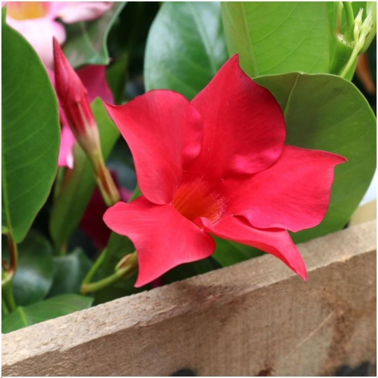 Dipladenia rouge x6