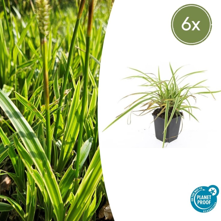 Carex laîche morrowii 'Aureovariegata' -  60