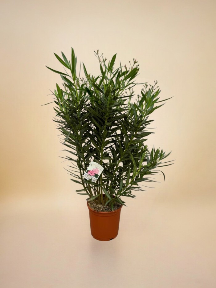 Nerium Oleander struik met witte bloem - 110 cm - Ø27cm